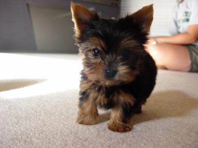 x-mass teacup yorkie puppies for adoption