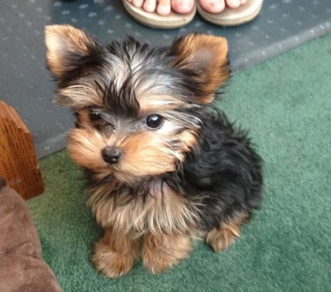 Your Male/Female Yorkie Puppies For Sale 