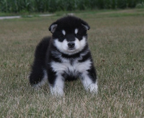 Home Raised Alaskan Malamute puppies