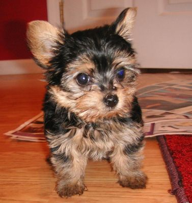 yorkie puppy for adoption