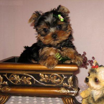 Clean male and female Yorkshire terrier puppies pending a home.