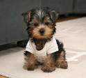 AFFECTIONATE AND CHARMING TEACUP YORKIE PUPPIES FOR ADOPTION