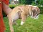 Lovely English Bulldog Puppies for sale to insterested persons 
