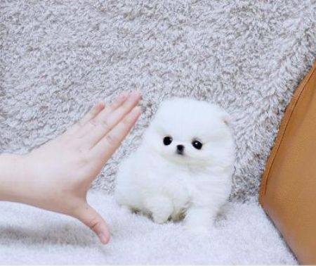 Beautiful Pomeranian puppies now ready for new home