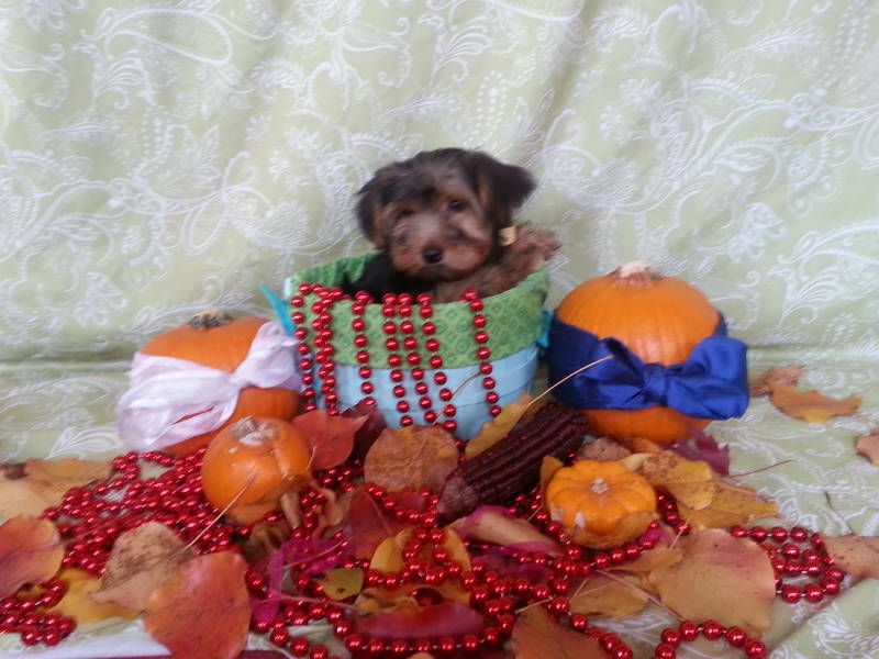 Micro Charming Teacup Yorkie Puppies For X-Mas