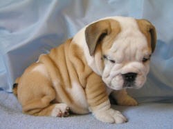 CKC REG English Bulldog Puppies For Adoption