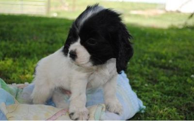 Cocker Spaniel puppy