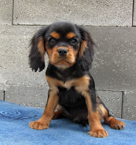 Cavalier King Charles Spaniel