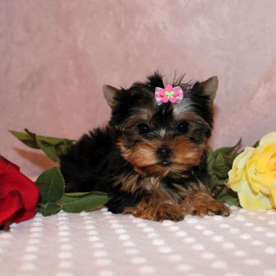 Yorkie puppies for adoption $180   