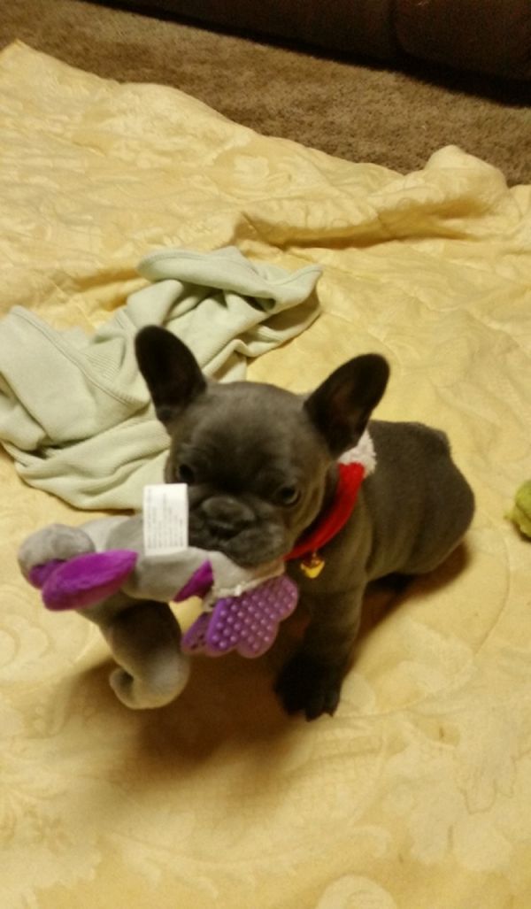 Available French Bulldog Pups For adoption