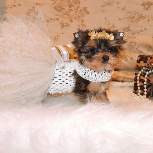 Gorgeous Male and Female Teacup Yorkie Puppies For Rehoming