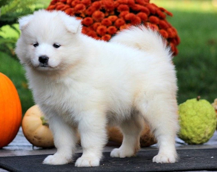 Samoyed puppies for Adoption