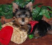 Adorable Yorkie Puppies For Adoption