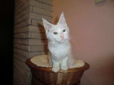 White Maine Coon Kittens with pedigree