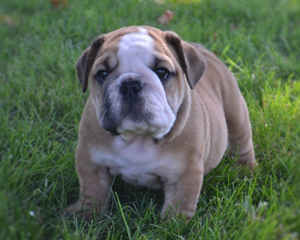          More  4 of 182     Print all In new window PERFECTION ENGLISH BULLDOG PUPS