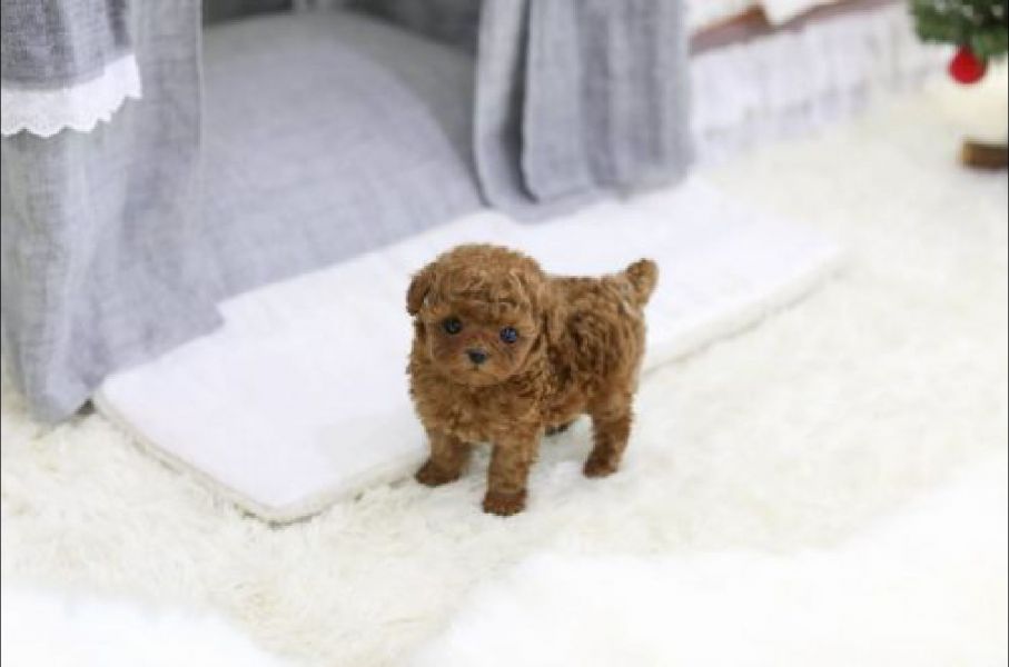 Teacup poodle puppies ready for their new homes.