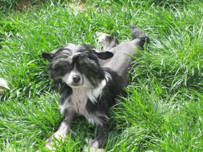 CHINESE CRESTED CHIEN CHINOIS A CRETE