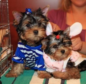 X-mas teacup yorkies for new homes
