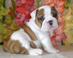 wonderful english bulldogs available