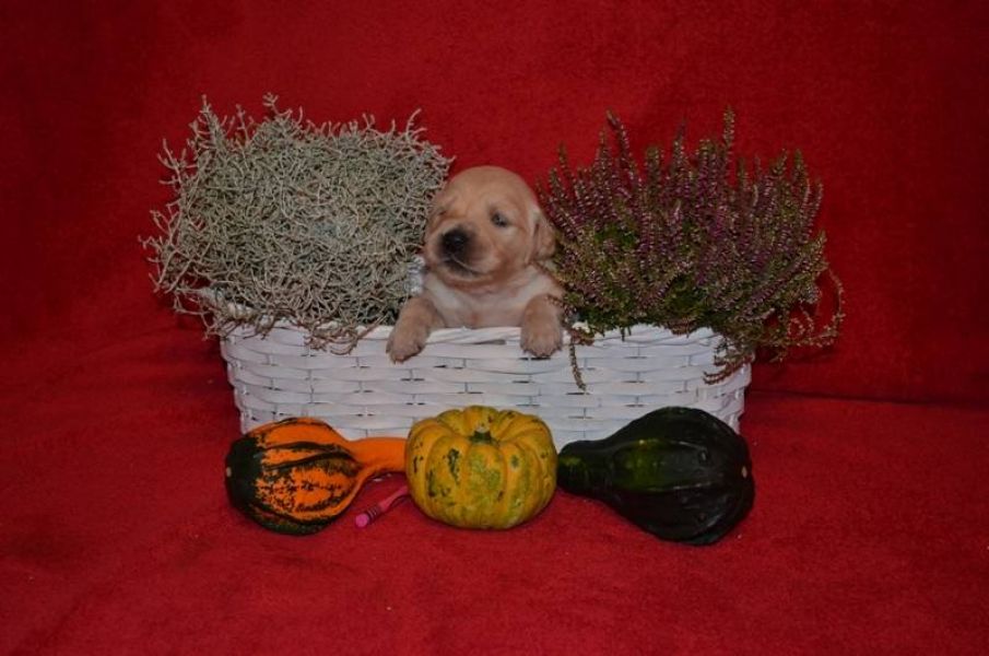 Golden Retriever – puppies available