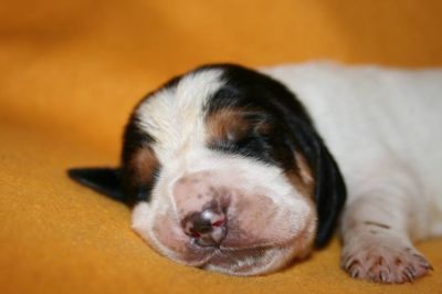 Purebred Basset Hound puppies