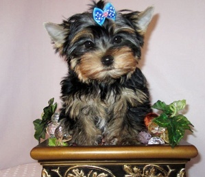 Beautiful Lovely Male And Female Tea Cup Yorkie Puppies 