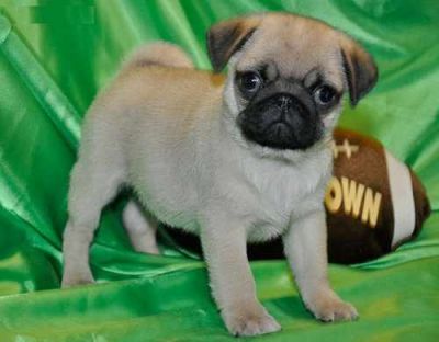 Affectionate Cute Male and Female Pug puppies For Good Homes!!