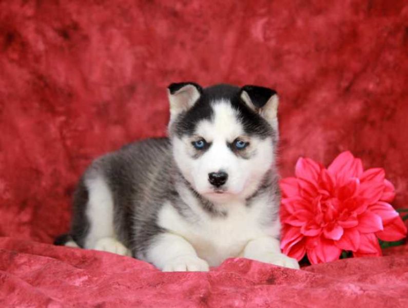 Beautiful Husky Puppies
