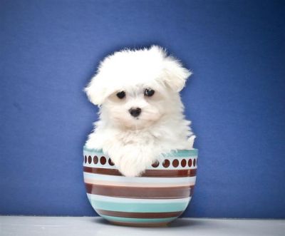 charming maltese puppies for 100 usd
