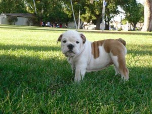 cute adorable english bull dog puppies for your home