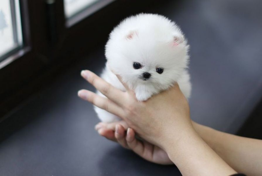 Healthy Reg Pomeranian babies available
