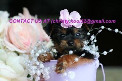 Home Trained Male and Female Teacup Yorkie Puppies for adoption