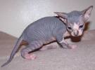 well trained male and female sphynx kittens for a good home 