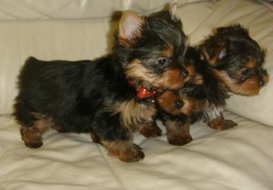 Adorable Male and Female Yorkshirre puppies available for adoption