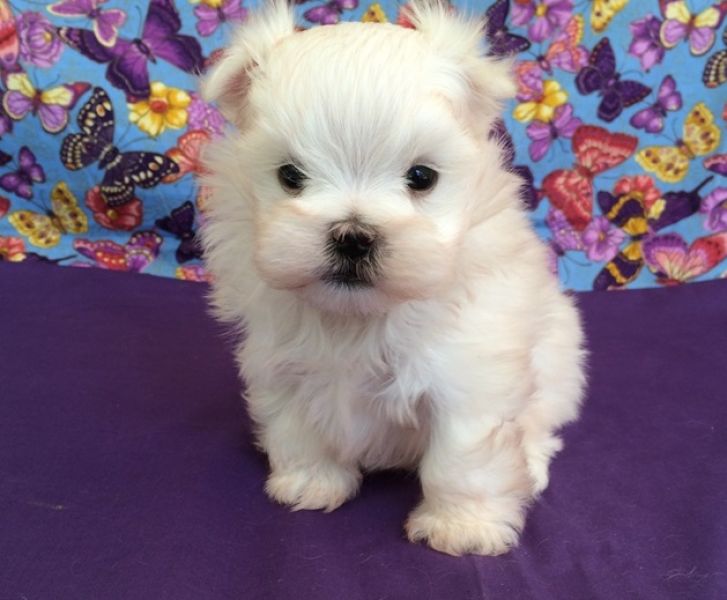 Adorable Maltese Puppies For Adoption Text (443) 990-1814