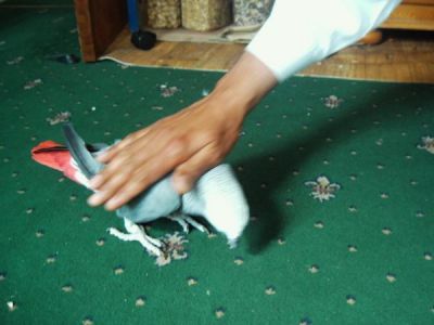Congo African gray parrot for sale