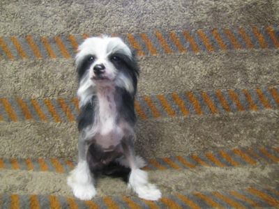 CHINESE CRESTED CHIEN CHINOIS A CRETE