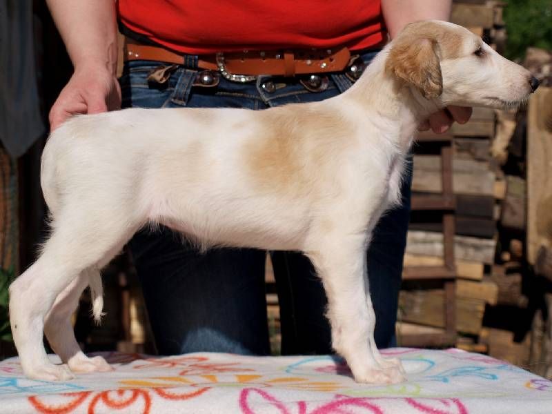 Borzoi purebred puppies FCI registrated