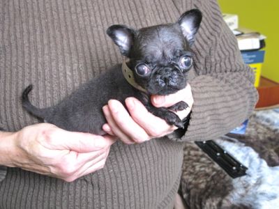 Pug Puppies Purebred CKC Registered ((( TWO MALES LEFT FROM Oct 19th LITTER ))) $500.00 up