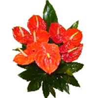 Warm bright wishes for Hungary