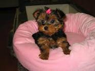WOW !!Gorgeous & Adorable Yorkie Puppies For Adoption!!