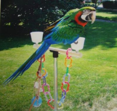 Our adorable Rainbow beauty Harlequin Macaw, hand tamed-will ship....