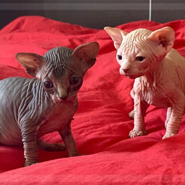 Sphynx and Bengal  kittens.