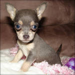 Chihuahua  puppies for adoption 