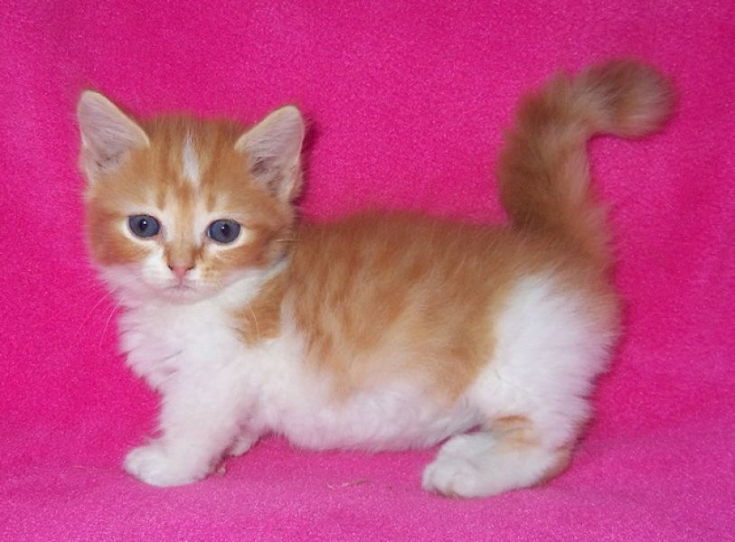 Male and female Munchkins kittens for Xmas