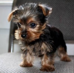 2 male and female teacup yorkie puppies for free adoption - $200.USA 
