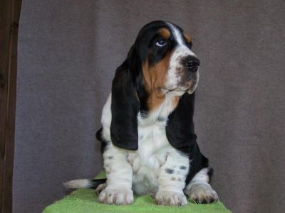 Basset Hound Puppies