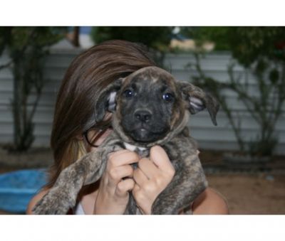 Presa Canario Puppies