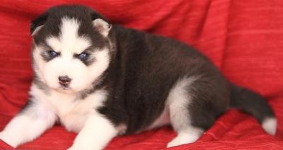 siberian husky puppies for sale