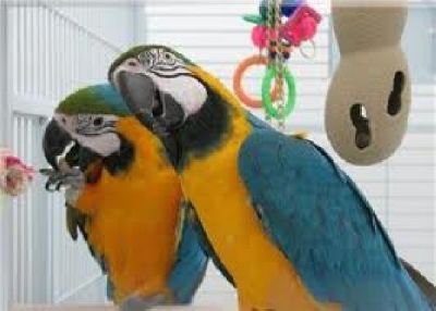 Well trained blue and gold macaw birds available